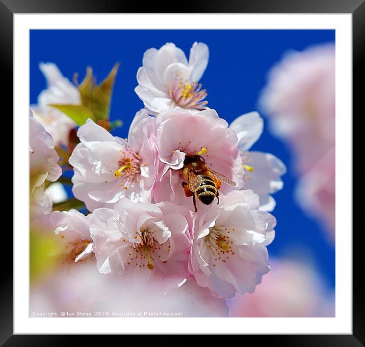 Cherry blossom  Framed Mounted Print by Ian Stone