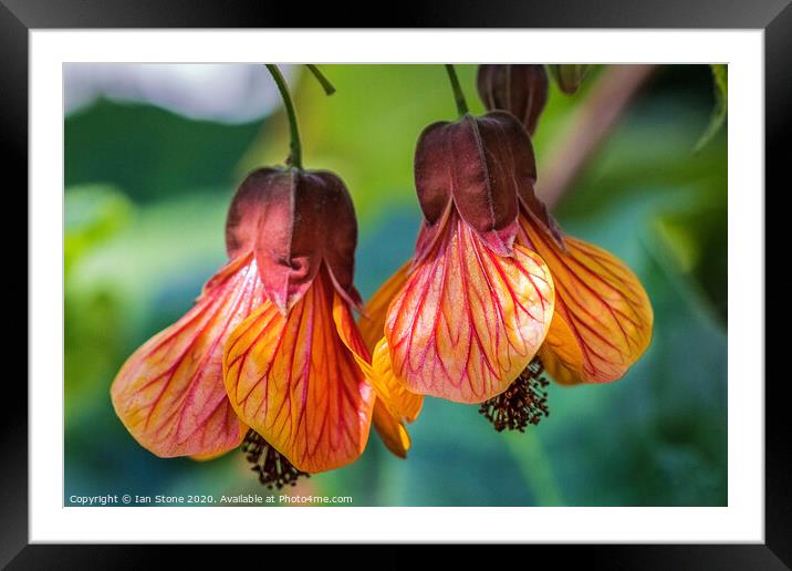 Enchanting Bell Flower Blossom Framed Mounted Print by Ian Stone