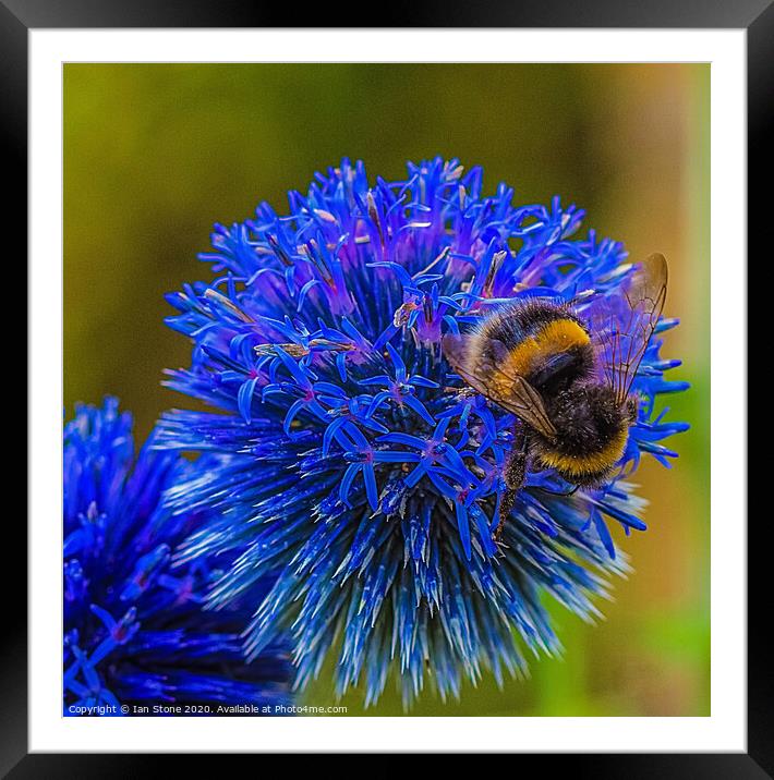 Bumblebee on Globe thistle  Framed Mounted Print by Ian Stone