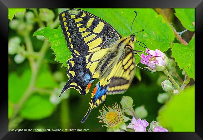 Majestic Swallowtail Butterfly Framed Print by Ian Stone
