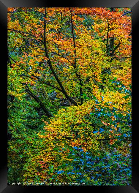 Autumn arrives  Framed Print by Ian Stone