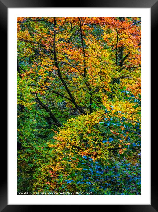 Autumn arrives  Framed Mounted Print by Ian Stone