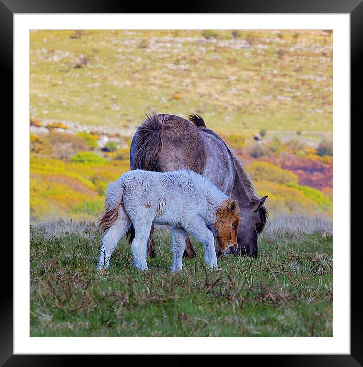 Majestic Dartmoor Ponies Framed Mounted Print by Ian Stone