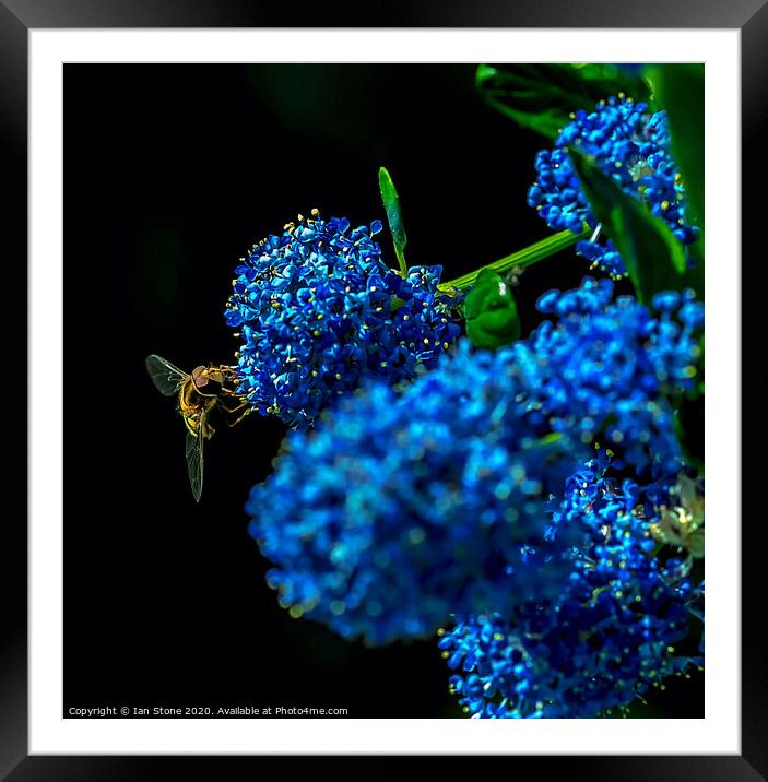 Ceanothus  Framed Mounted Print by Ian Stone