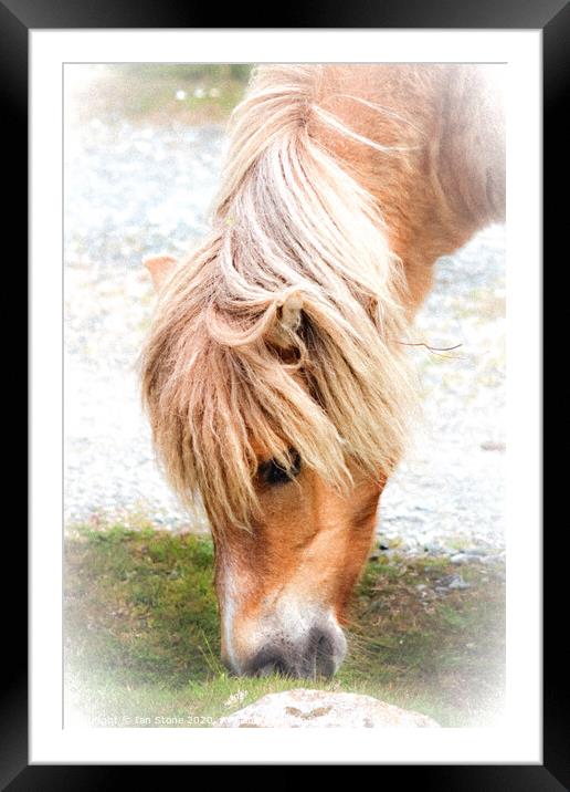 Dartmoor pony Framed Mounted Print by Ian Stone