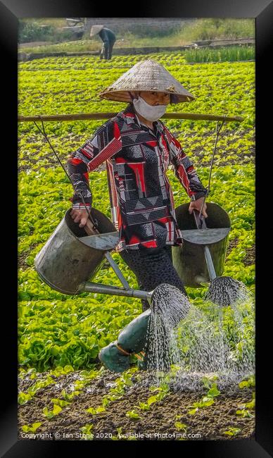 Vietnamese farm worker  Framed Print by Ian Stone