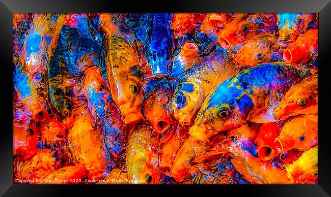 Fish Feeding frenzy  Framed Print by Ian Stone