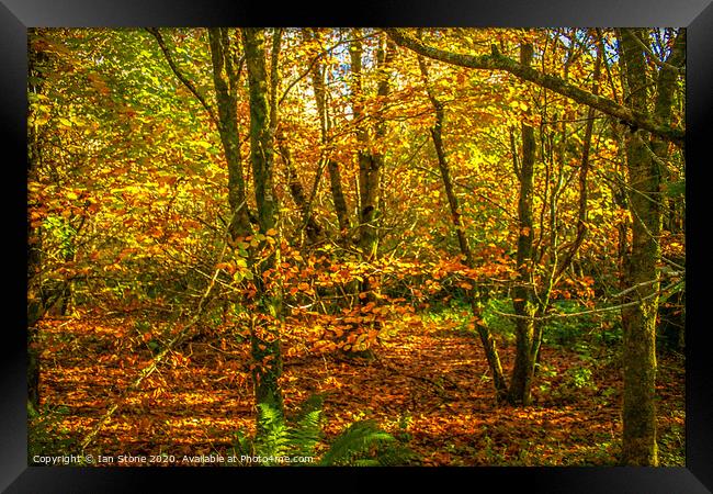 Autumn Gold Framed Print by Ian Stone