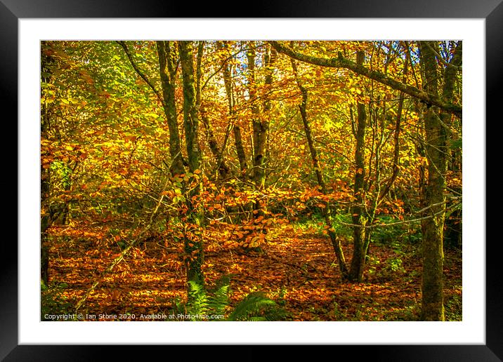 Autumn Gold Framed Mounted Print by Ian Stone