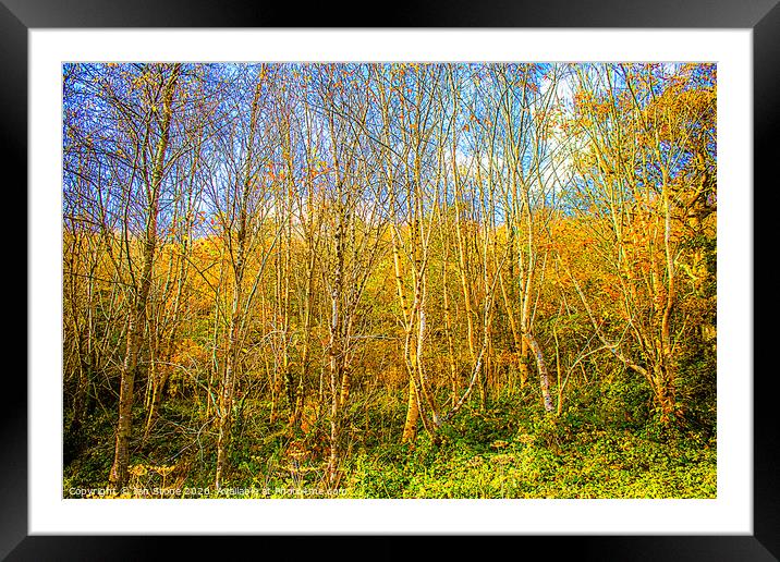 Autumn trees Framed Mounted Print by Ian Stone