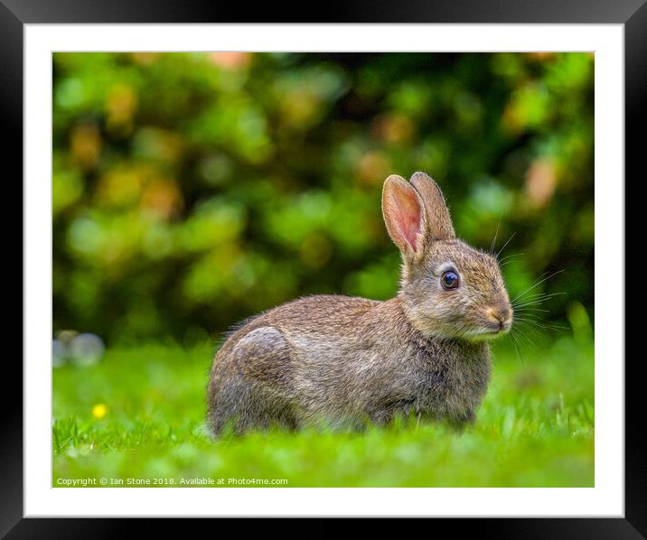 Bashful Cottontail Framed Mounted Print by Ian Stone