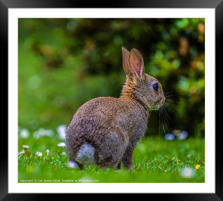 Wild Baby bunny  Framed Mounted Print by Ian Stone