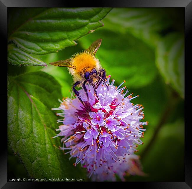  Bumblebee  on flower  Framed Print by Ian Stone