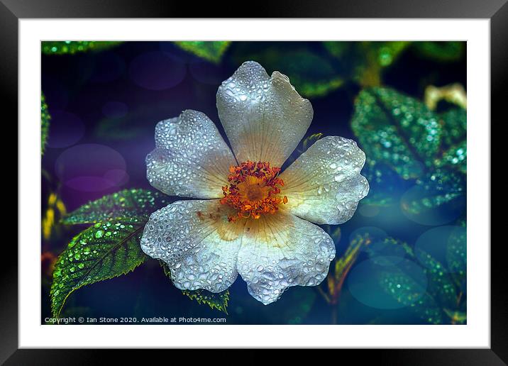 White roses Framed Mounted Print by Ian Stone