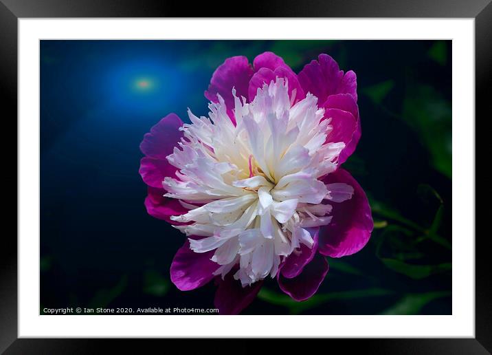 Peony Superstar  Framed Mounted Print by Ian Stone