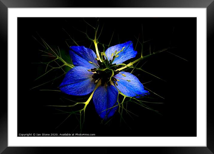 Love in a mist  Framed Mounted Print by Ian Stone