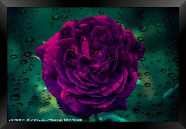 Raindrops and rose flowers  Framed Print by Ian Stone