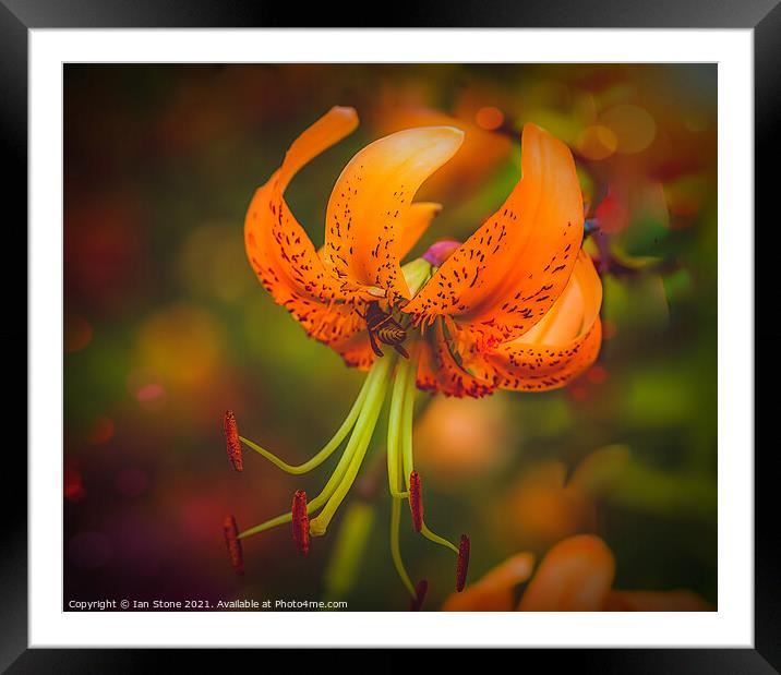 Tiger Lilly and friend  Framed Mounted Print by Ian Stone