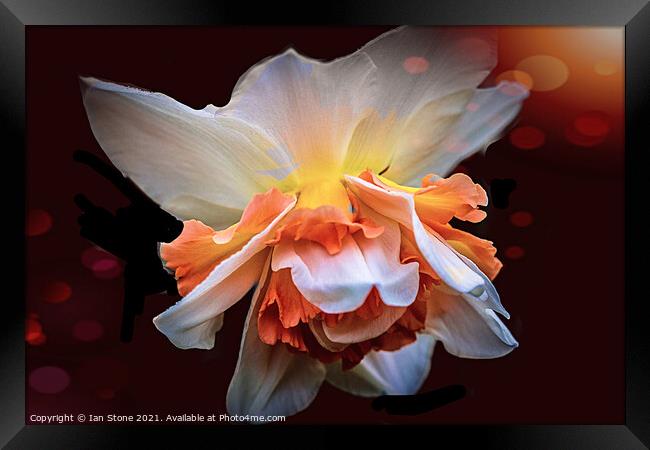 Dazzling Daffodil ! Framed Print by Ian Stone