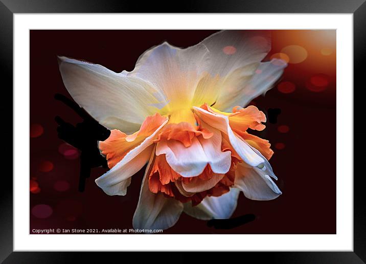 Dazzling Daffodil ! Framed Mounted Print by Ian Stone
