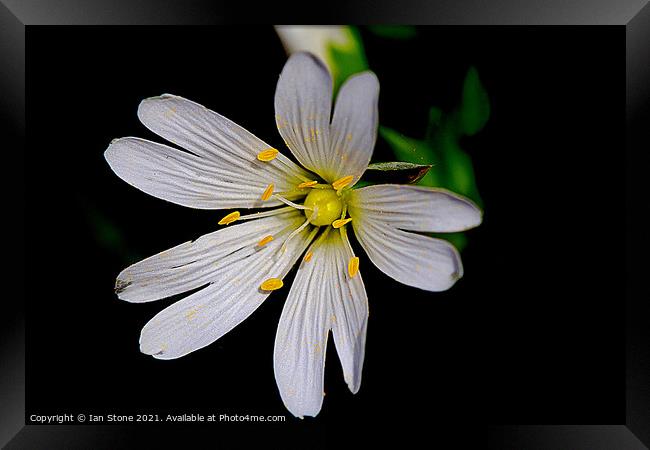 Greater Stitchwort. Framed Print by Ian Stone
