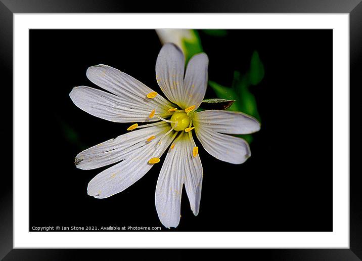 Greater Stitchwort. Framed Mounted Print by Ian Stone
