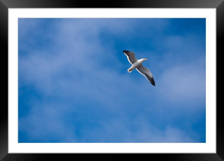 Seagull in Blue Framed Mounted Print by Hemerson Coelho