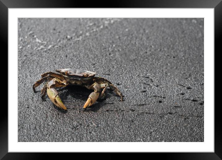 Ghost Crab in Sand Framed Mounted Print by Hemerson Coelho