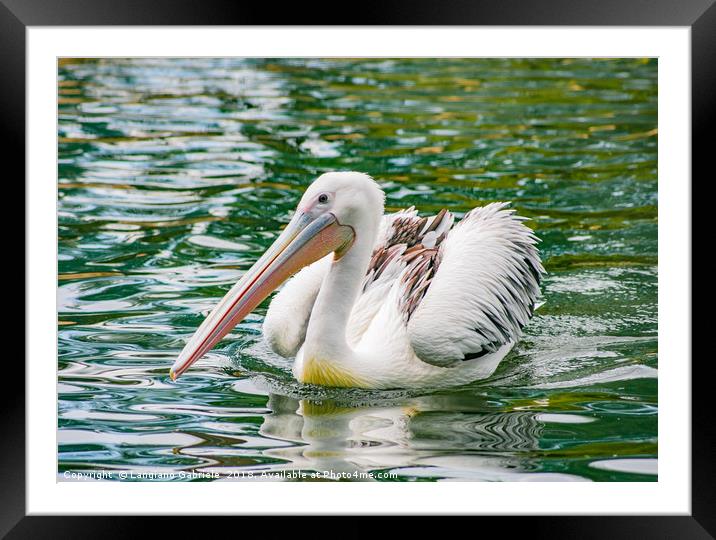 Pelican Framed Mounted Print by Langiano Gabriele