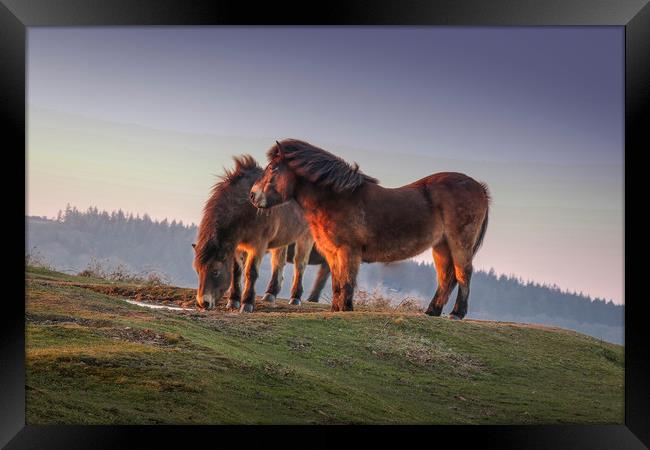 Ponies at sunset on the Quantock Hills in Somerset Framed Print by Thomas Russell