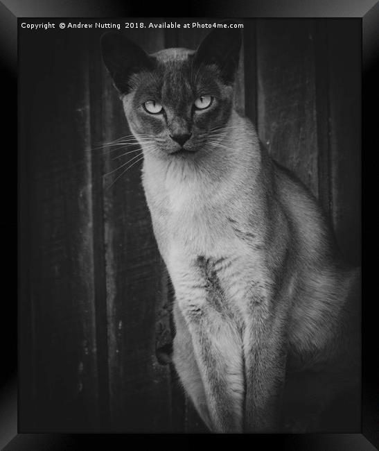 The look from the Cat Framed Print by Andrew Nutting