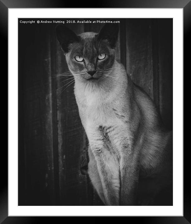 The look from the Cat Framed Mounted Print by Andrew Nutting