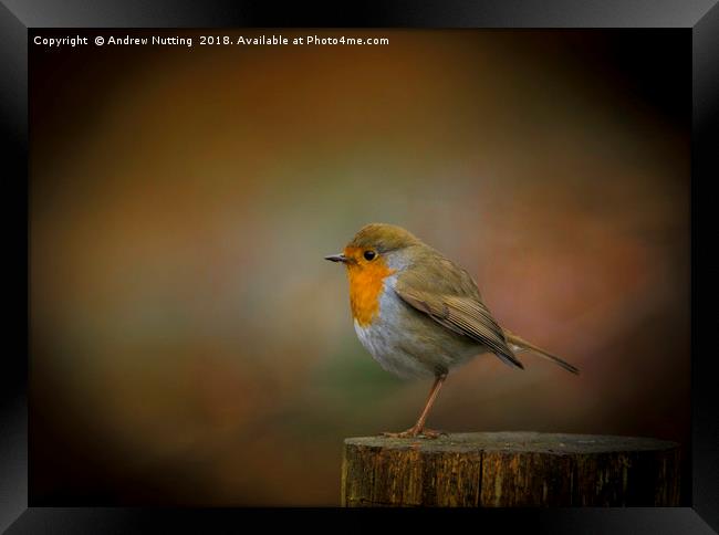 Red Robin Framed Print by Andrew Nutting