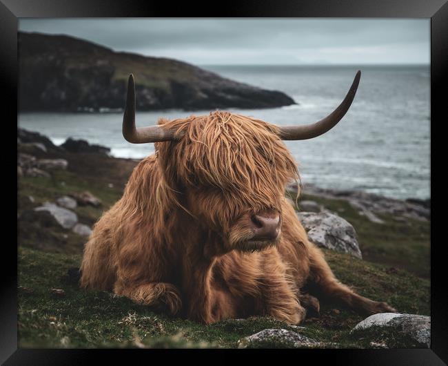 Highland Cow Framed Print by Chris Davis