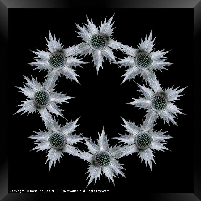 Ring of eryngium flowers on black background Framed Print by Rosaline Napier