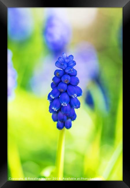 Single blue grape hyacinth Framed Print by Rosaline Napier