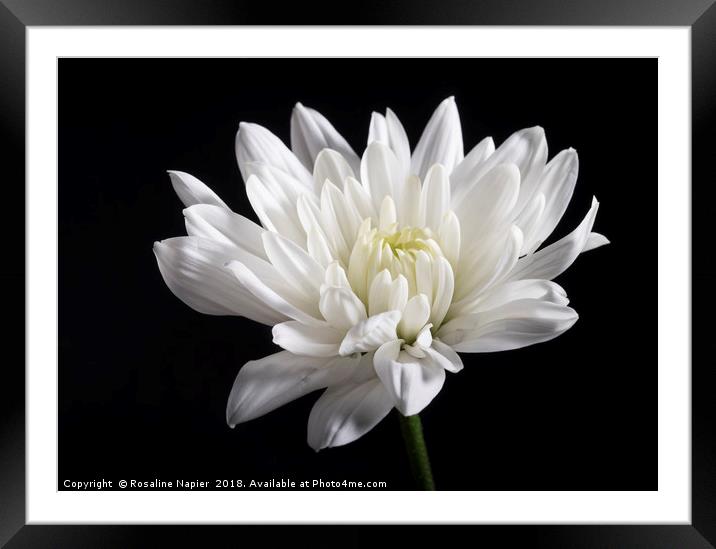 White chrysanthemum Framed Mounted Print by Rosaline Napier