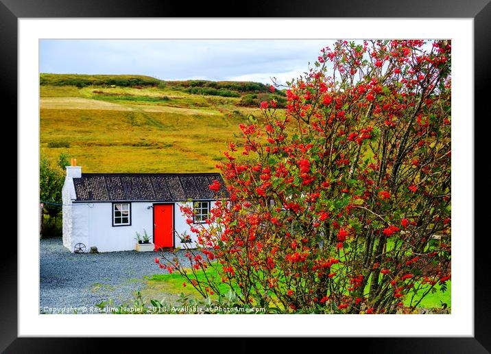 White cottage with rowan tree Framed Mounted Print by Rosaline Napier