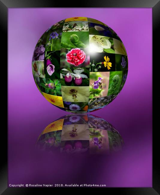 Flower montage sphere Framed Print by Rosaline Napier