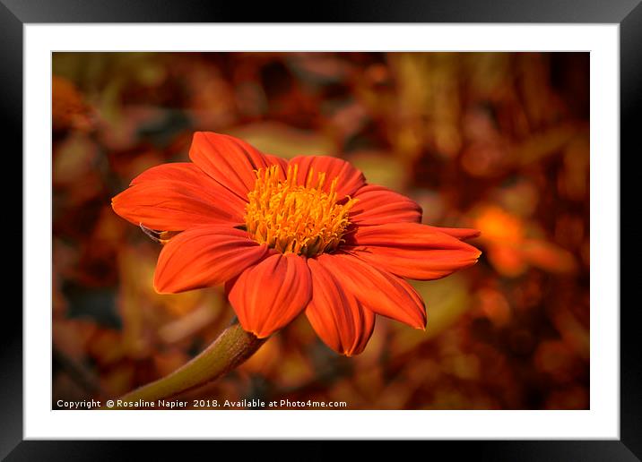 Mexican Sunflower with autumnal colored background Framed Mounted Print by Rosaline Napier