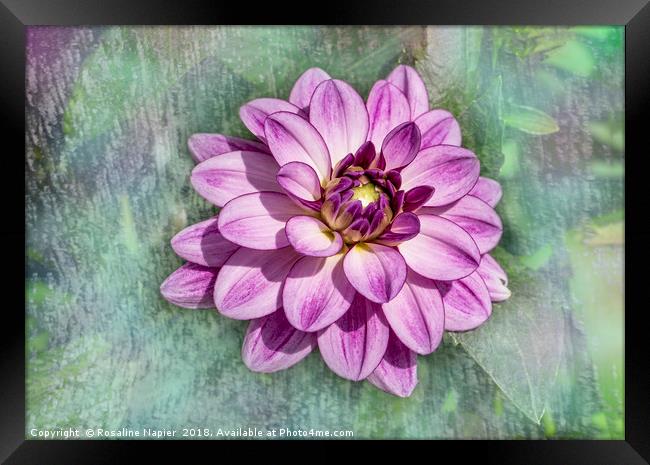 Pink dahlia with paint effect background Framed Print by Rosaline Napier