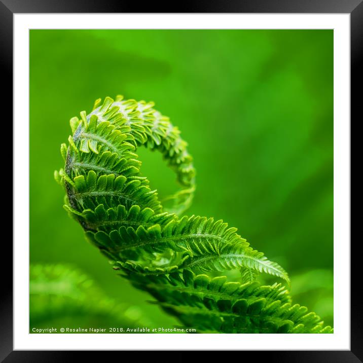 Green fern unfurling Framed Mounted Print by Rosaline Napier