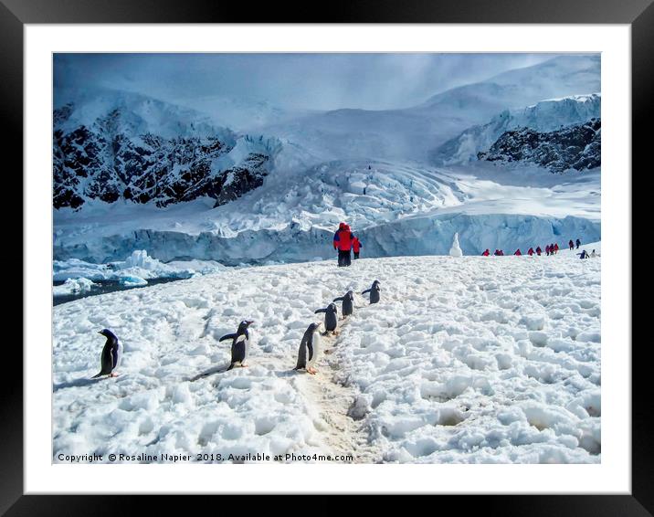 Antarctic Penguin Walk Framed Mounted Print by Rosaline Napier