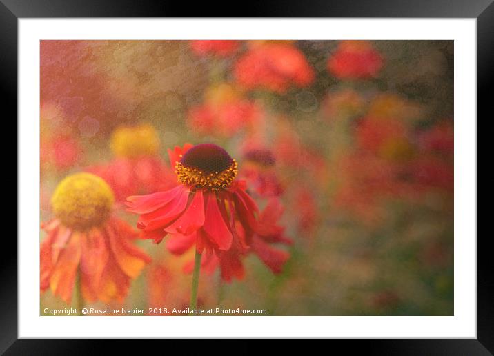 Helenium with texture Framed Mounted Print by Rosaline Napier