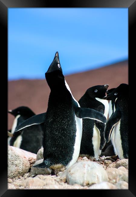 Penguin mating call Framed Print by Rosaline Napier