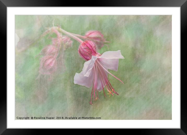 Pink Cranesbill Geranium Framed Mounted Print by Rosaline Napier
