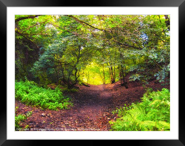 Roslin Glen woodland path Framed Mounted Print by Rosaline Napier