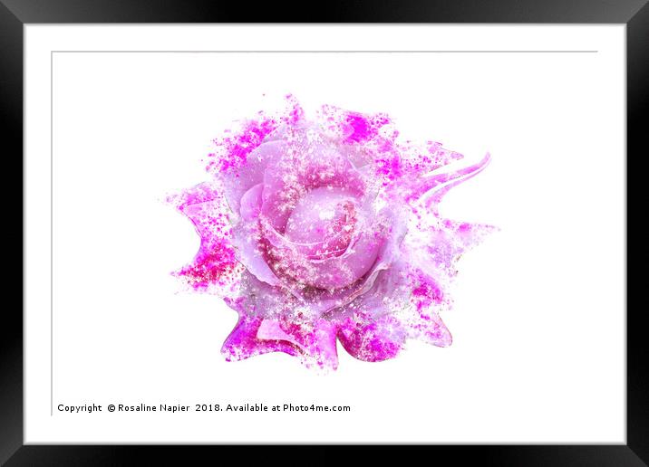 Pink rose heavy paint splatter effect Framed Mounted Print by Rosaline Napier