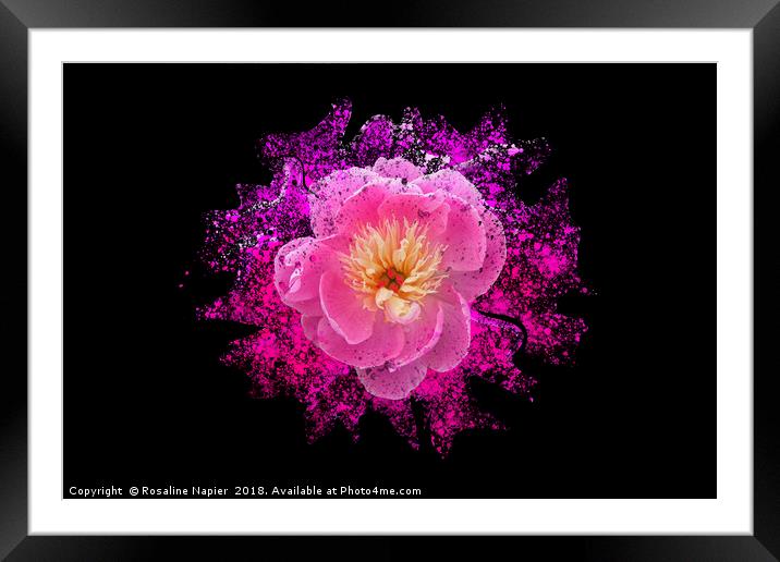 Chinese peony with paint splatter effect Framed Mounted Print by Rosaline Napier