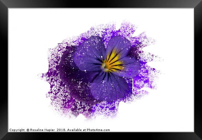 Purple pansy with paint splatter effect Framed Print by Rosaline Napier